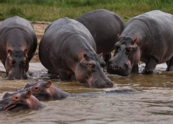 Anthrax Outbreak in DR Congo’s Virunga Park Kills Over 50 Hippos