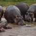 Anthrax Outbreak in DR Congo’s Virunga Park Kills Over 50 Hippos