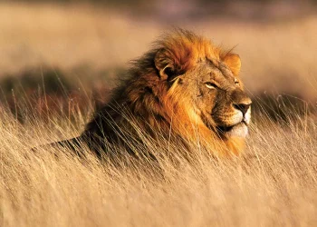 Lion Attack in Kenya Claims Life of 14-Year-Old Girl Near Nairobi National Park