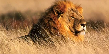 Lion Attack in Kenya Claims Life of 14-Year-Old Girl Near Nairobi National Park