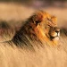 Lion Attack in Kenya Claims Life of 14-Year-Old Girl Near Nairobi National Park