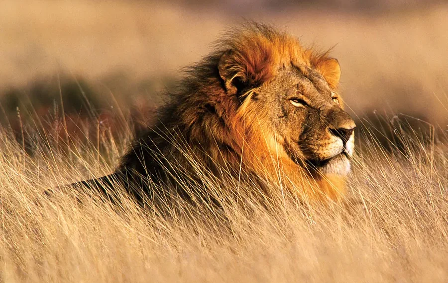 Lion Attack in Kenya Claims Life of 14-Year-Old Girl Near Nairobi National Park