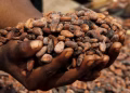 Ivory Coast Cocoa Grind Drops 31% in July