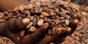 Ivory Coast Cocoa Grind Drops 31% in July