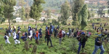 Ethiopia Plants 700 Million Trees in One Day