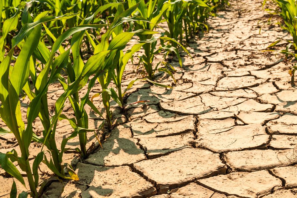 Climate-Smart Agriculture Adapting to Climate Change in Africa