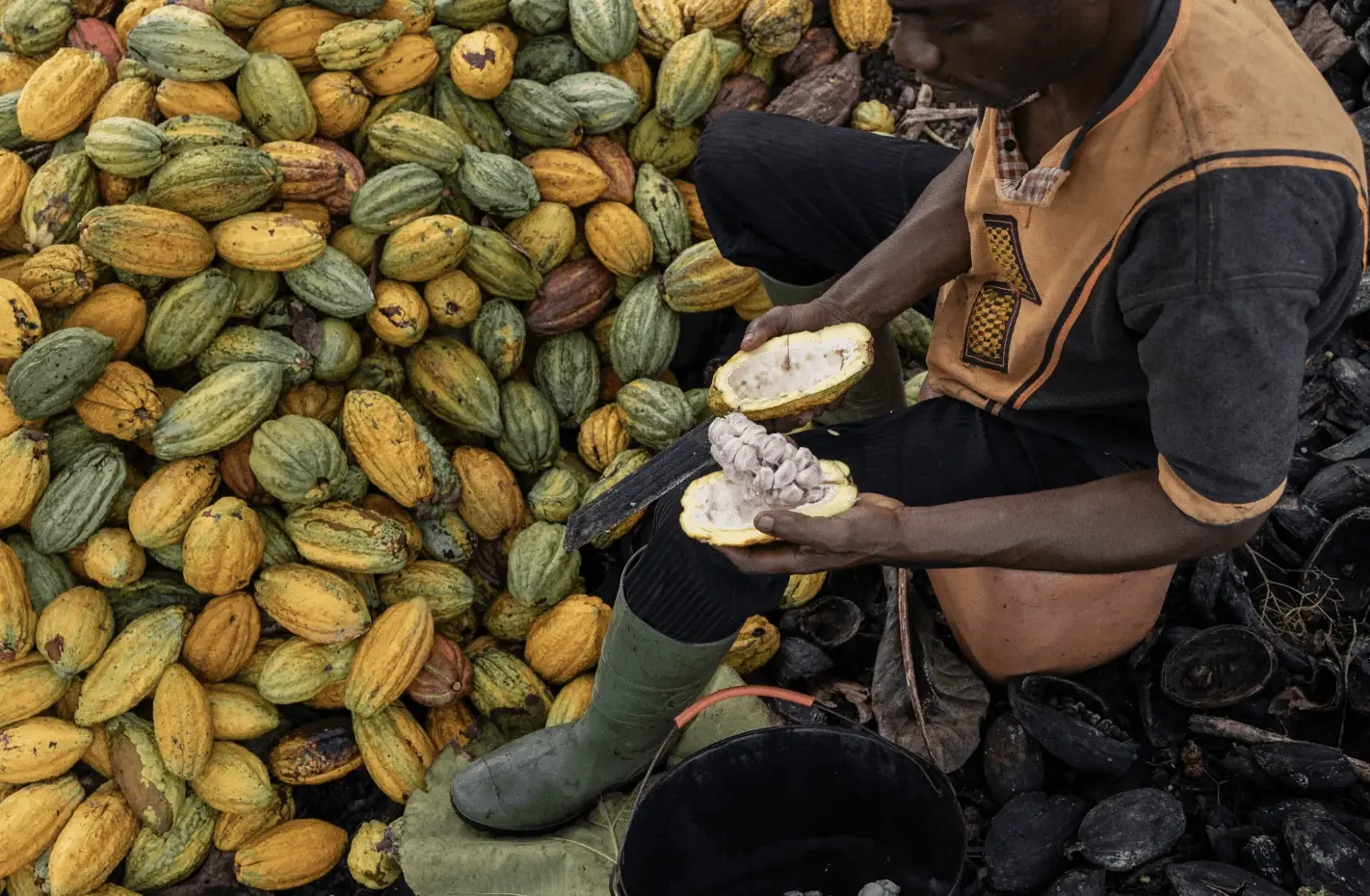 Ivory Coast Cocoa Industry in Crisis as Global Prices Collapse