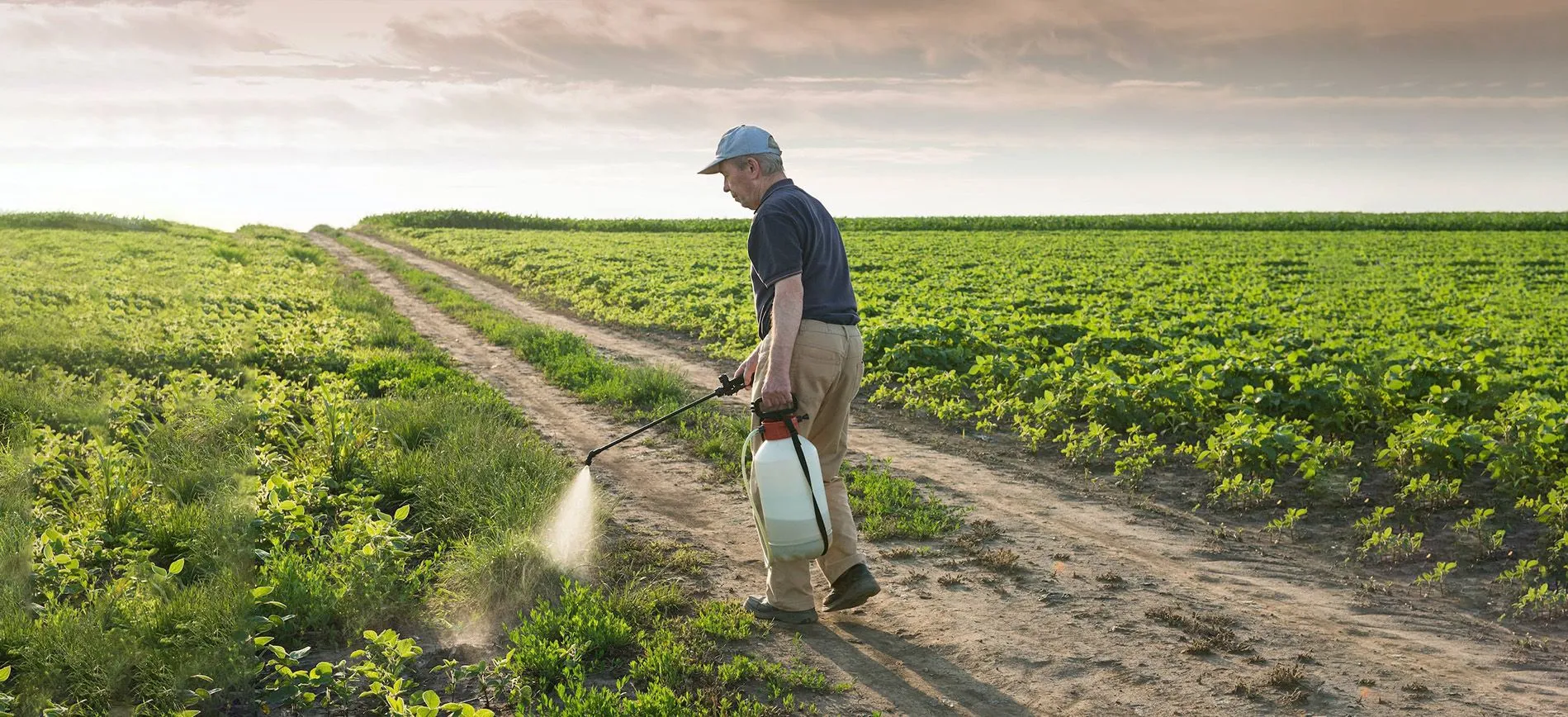 Drought-Tolerant Crops: A Sustainable Solution for African Farmers