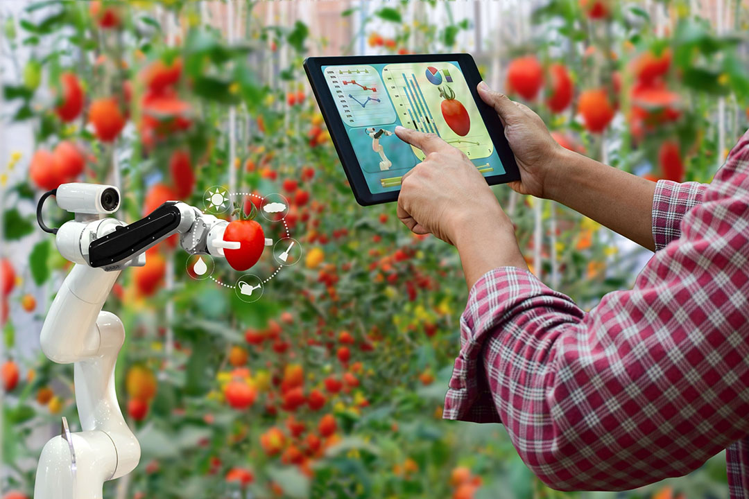 South African Agriculture: Trends and Insights