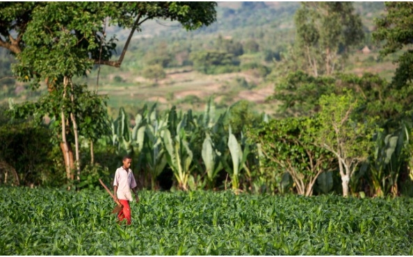 East African Agriculture: Growth and Challenges in 2026